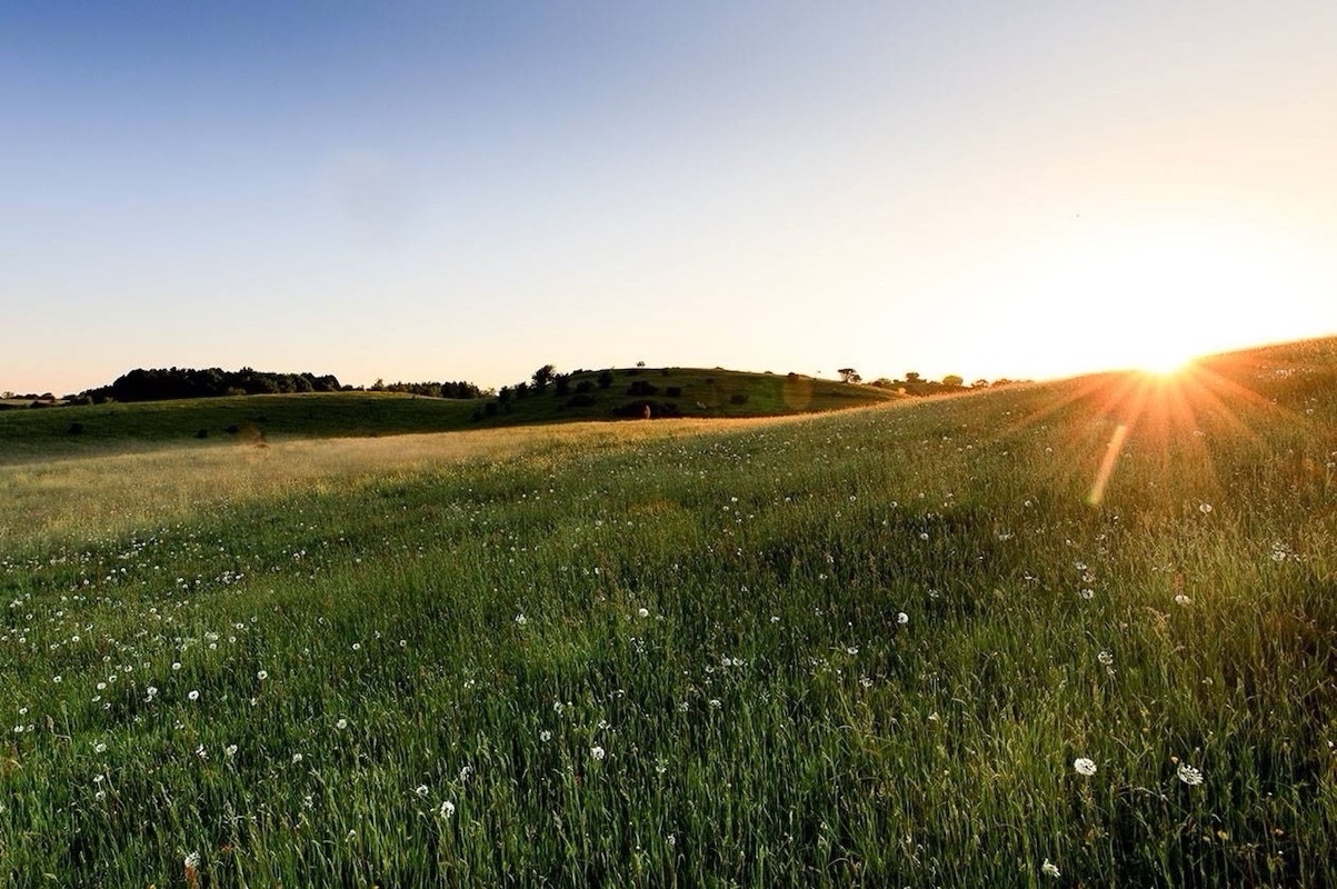 Image of a sunrise over a green field